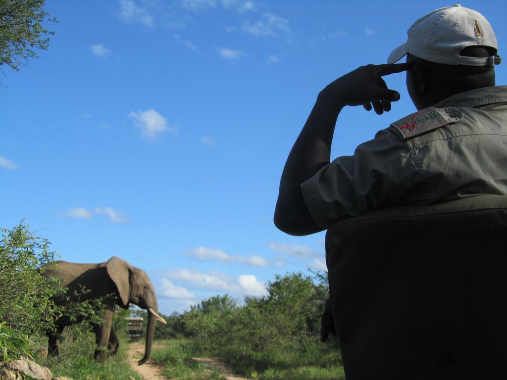 Greenfire Game Lodge Balule Game Reserve Esterno foto